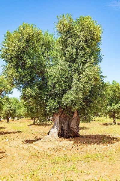 Italy-Apulia-Province of Brindisi-Ostuni Huge ancient olive tree